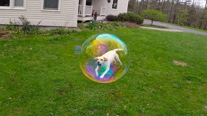 Perro en burbuja