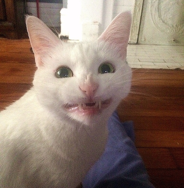 Le dije a mi gato que sonriera...