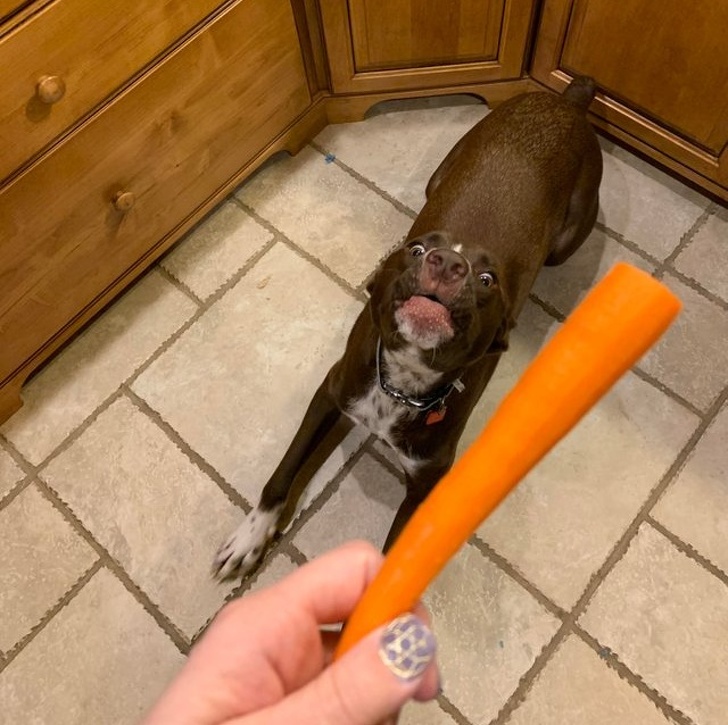 A mi perro le encantan las zanahorias