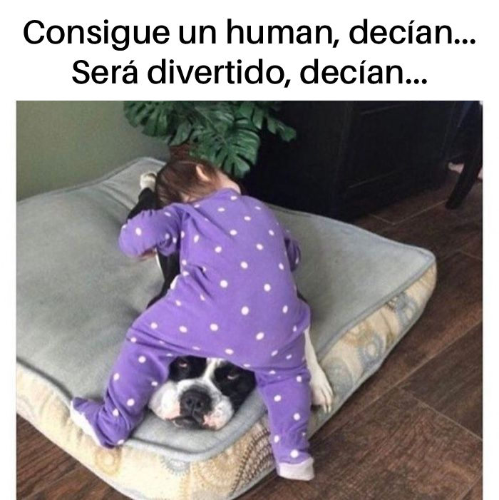 Mascotas y bebés...