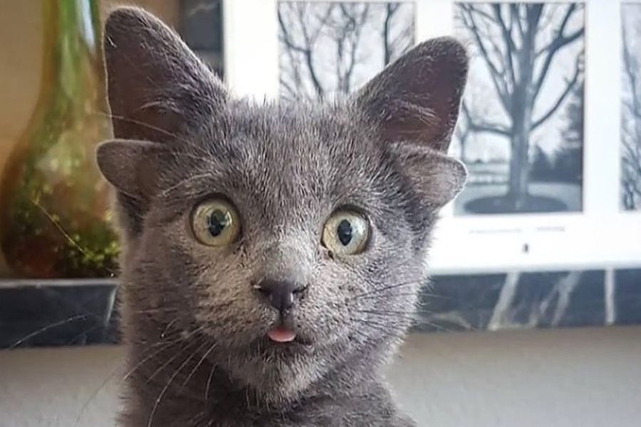 Midas, la gatita de 4 orejas, revoluciona las redes
