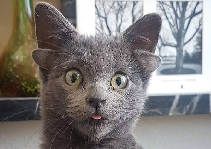 Midas, la gatita de 4 orejas, revoluciona las redes