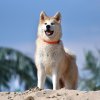 Japón crea perros robot que patrullan en manada para espantar osos a ladridos