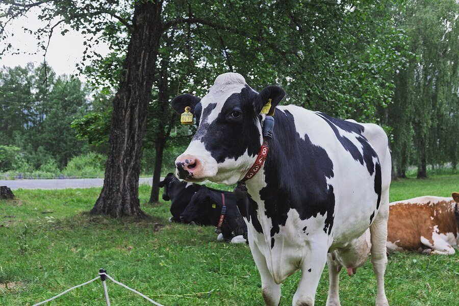 Una vaca se escapa de su granja y acaba paseando por una autopista de Baltimore