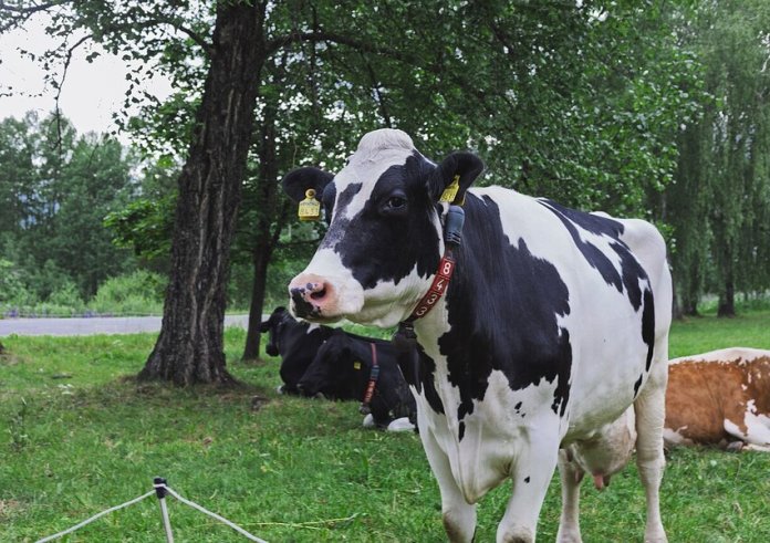 Una vaca se escapa de su granja y acaba paseando por una ...