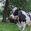 Una vaca se escapa de su granja y acaba paseando por una autopista de Baltimore