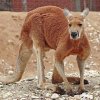 Un canguro se escapa en Tennessee y un emú en California: la semana de las fugas exóticas
